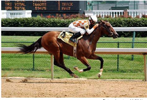 A Thoroughbred Horse Racing At Full Gallop At Churchill Downs