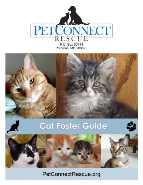 Cat Foster Guide Petconnect Rescue