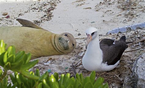 Birds Of PapahĀnaumokuĀkea Pacific Birds Habitat Joint Venture