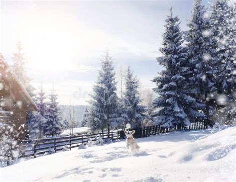 Winter Wonderland Stock Image Image Of Landscape Snow 83429345
