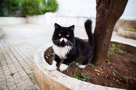 Check spelling or type a new query. Black and White Cat Names (Male & Female): The Cute ...