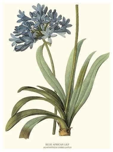 Blue African Lily Flower Botanical Print 5x7 Print