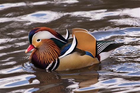 The mandarin duck is a uniquely colored duck. Colorful Mandarin Duck Of Central Park, Nyc Photograph by ...