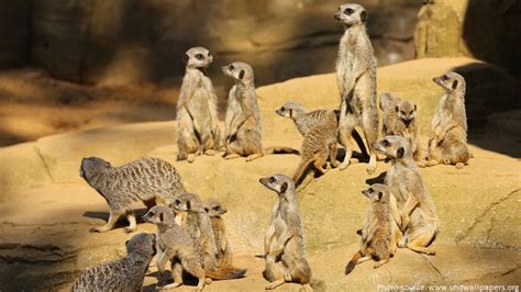 Interesting Facts About Meerkats Just Fun Facts