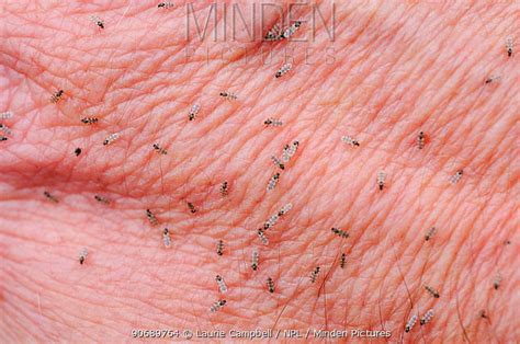 Biting midge, (family ceratopogonidae), any member of a family of small, bloodsucking insects in the fly order, diptera, that are often serious pests along seashores, rivers, and lakes and may attack in great numbers and cause extreme discomfort. Minden Pictures stock photos - Female Biting midges ...