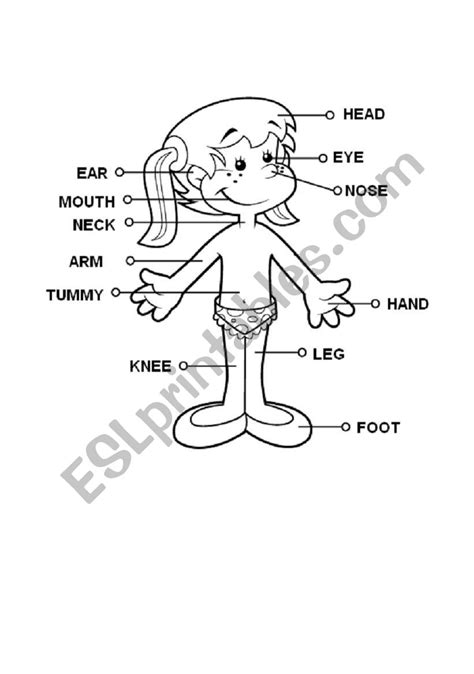 Body Parts Diagram Worksheet