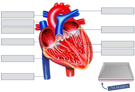 Aufbau Des Herzens