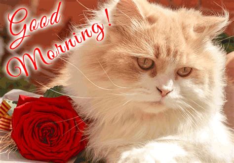 The smiling sun looks at you from a cup. Funny Good Morning Animated Card. Free Good Morning eCards ...
