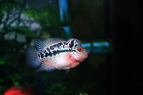 Ikan louhan termahal dan paling di cari di tahun 2020 louhan di bagi menjadi 2 jenis yaitu kamfa dan cencu ini. Flowerhorn The Hybrid Cichlids: Kamfa Thailand