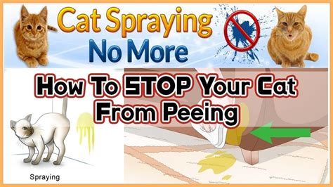 How Can You Stop A Cat Spraying Pee Cat Home