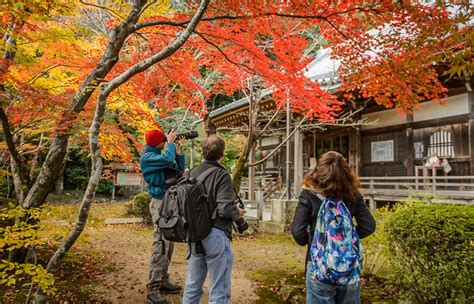 Jeffrey Friedls Blog Fall Foliage Wigglegram From Kyotos Flower Temple