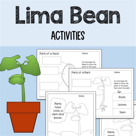 Bean Plant Parts Printable Label