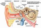 Parts Of The Ear Photos