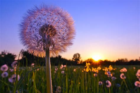 Pusteblumen im Sonnenuntergang Foto & Bild | sonnenuntergang, natur ...