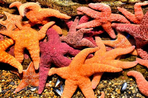Starfish Purple Sea Star And Leather Star At Seattle Aquarium In
