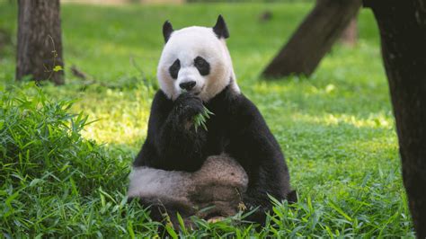 Smithsonian National Zoo Artificially Inseminated Giant Panda Mei Xiang