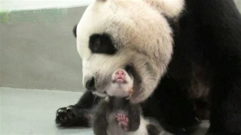 Too Sweet Baby Panda Reunited With Affectionate Mother