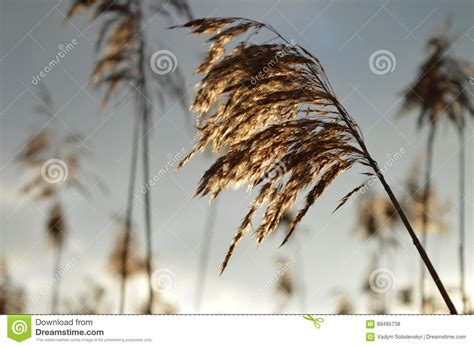 Reed Ear Stock Photo Image Of Nature Sunshine Plant 89495738