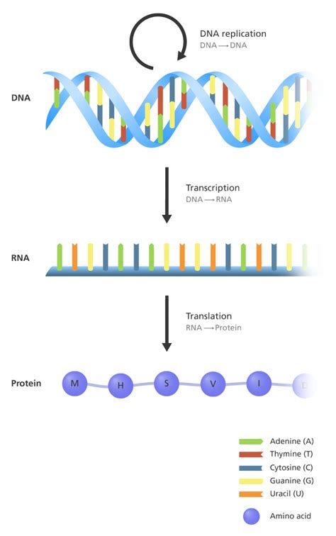 Here, we cover the essentials. Genes, DNA, Chromosomes, and Genomes - PhD Files - Medium