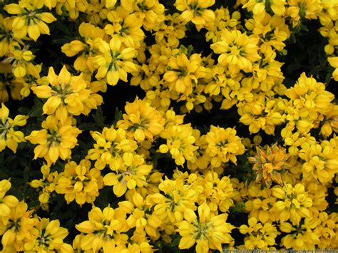 Yellow Flowers Wallpaper 2560x1920 51942