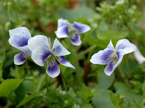 Why The Common Meadow Violet You Dont Know Jersey From High Point
