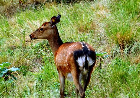 Sika Deer Photograph By Arlane Crump