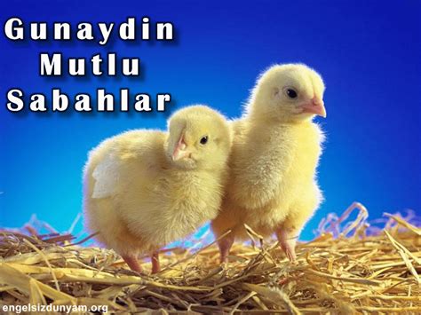 Aynı resimleri,gifleri kullanmaktan bıkanlar , ya da benim gibi sıkılanlar için yepyeni günaydın gifleri umarım işlerine yarar. Günaydın civciv resimli hareketli gif mesaj