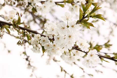 Free Images Tree Branch White Flower Spring Produce Flora