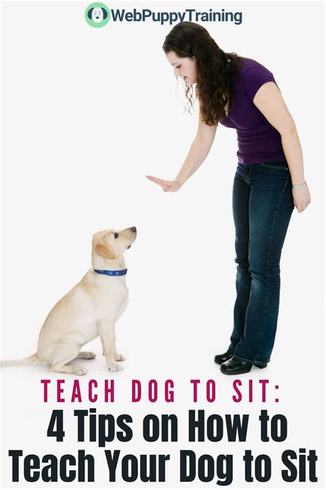 Teach Dog To Sit 4 Tips On How To Teach Your Dog To Sit Teach Dog To