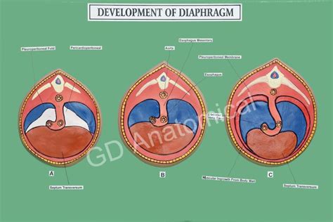 Development Of Diaphragm Model