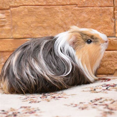Jul 15, 2021 · this can range from 3 to 8 hours and piglets are usually delivered every 10 to 20 minutes but there is a wide variation. What Is A Guinea Pig? - Lafeber Co. - Small Mammals