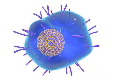 Varicella Zoster Virus Photograph By Roger Harrisscience Photo Library
