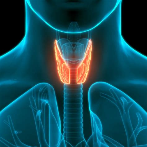Spiritual Cause Of Thyroid Problems Energetic Wisdom