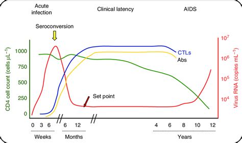 The Course Of HIV Infection After Initial Exposure Viral Load Reaches