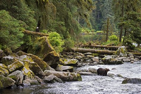 Where Forest Meets The Sea The Uncertain Future Of The Tongass