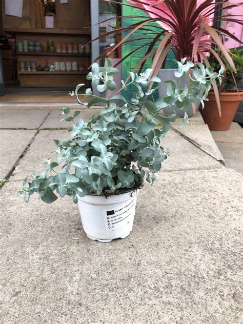 Eucalyptus plants growing indoors require at least six hours of sunshine daily. Eucalyptus Gunnii | Indoor plants, Plants, Plant delivery