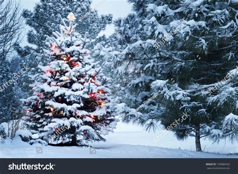 This Snow Covered Christmas Tree Stands Stock Photo 149084435