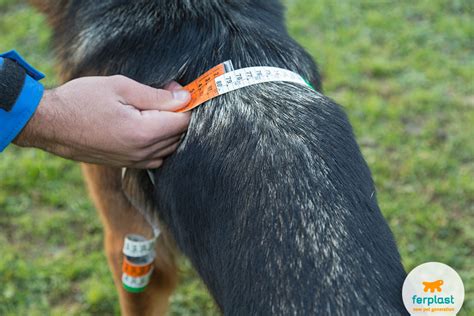 Unlike a dog collar, a dog harness actually helps the leash do its job, especially for a large dog breed or a dog with neck problems. How to measure your dog for a harness - LOVE FERPLAST