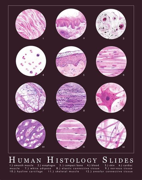 Watercolor Studies Of Human Tissue Samples Tissue Biology Human