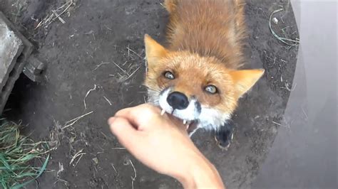 Red Fox Attacks Me! - YouTube