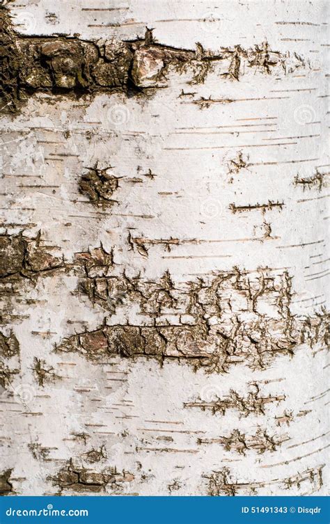 Birch Tree Bark Texture Stock Image Image Of Plant Background 51491343