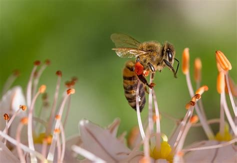 ¿por qué son tan importantes las abejas en el ecosistema