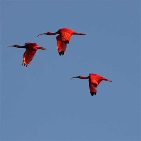 Amazing Island Nature Trinidads Spectacular Scarlet Ibis