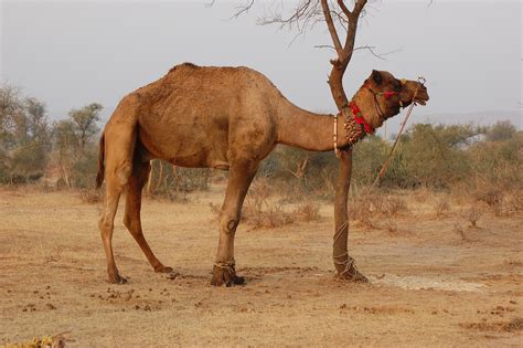 Camel Facts And Nice Photos Images The Wildlife