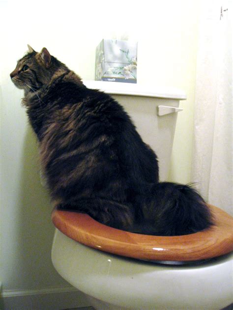 cat owners ditch kitty litter  turn   toilet