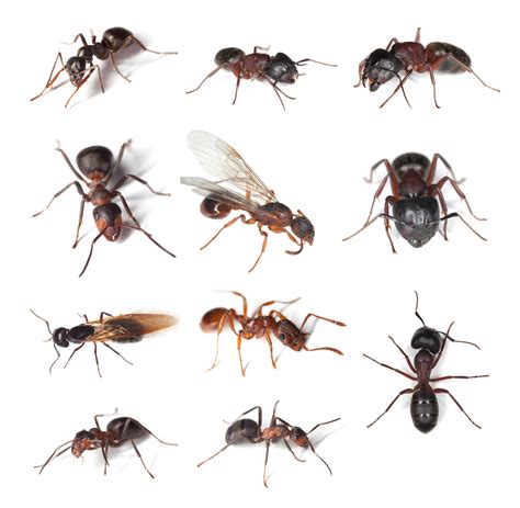 Types Of Ants In North Carolina Crown Pest Control