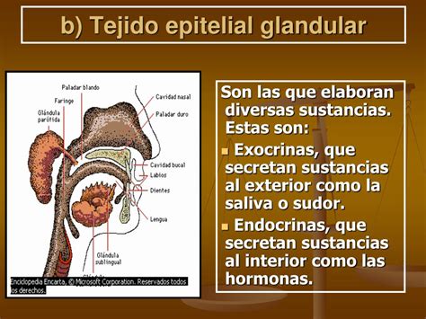 O Que é Escamoso Glandular