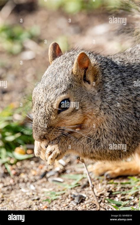 Eastern Fox Squirrel Fox Squirrel Bryants Fox Squirrel Sciurus