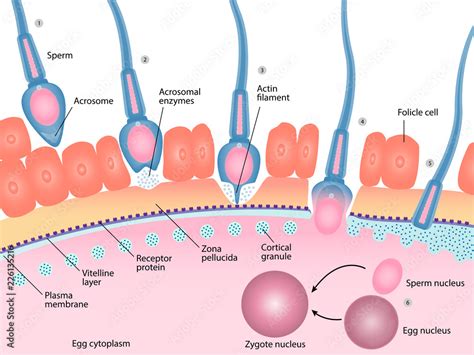 Human Egg Fertilization