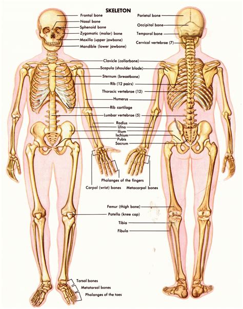 In fact, it may be the most fantastic machine on after the cell, the tissue is the next level of organization in the human body. Human Skeletal Anatomy Skeleton Anatomy Of Human Body My ...